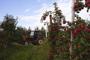 Polscy rolnicy z kolejnym rekordem. Liczą zyski ze sprzedaży
