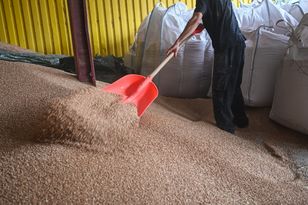 Importowali zboże, teraz się tłumaczą. „Wiele firm czuło się do tego zmuszonych”