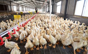 Ognisko choroby w Wielkopolsce. W jeden dzień zagazowano 21 tys. kaczek