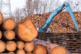 „Kazachskie” drewno w Polsce. Proceder częściowo zablokowany
